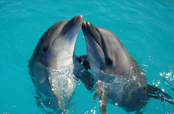 Dolphin Tour